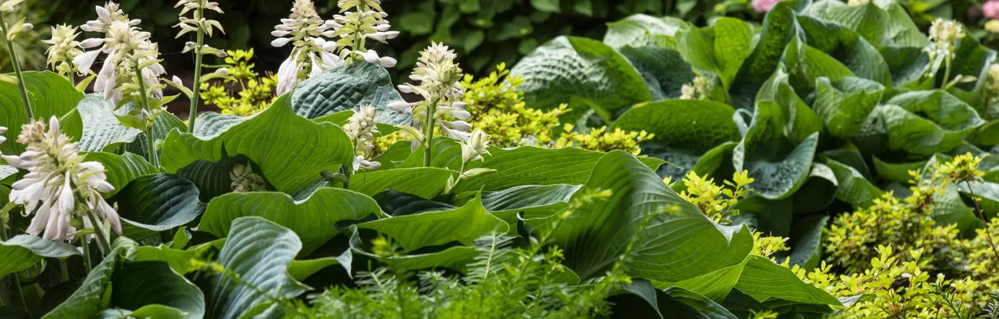 Holy Cross Germantown Hospital Thanks Staff